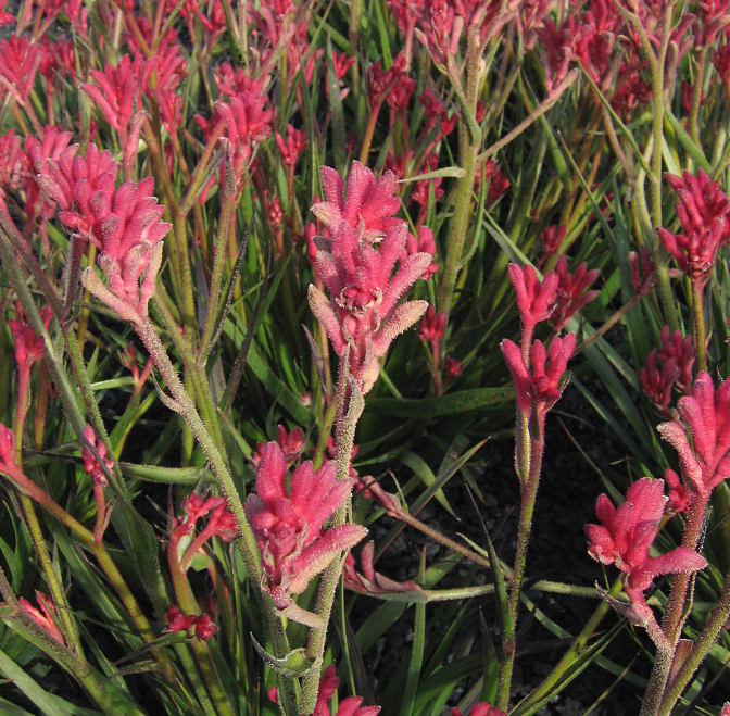 Anigozanthos 'Bush Pearl'