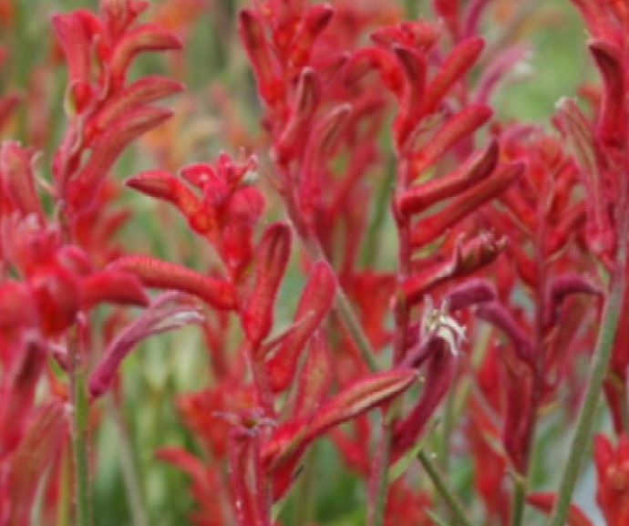 Anigozanthos 'Bush Ballad'