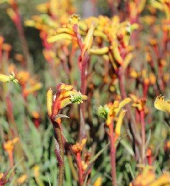 Anigozanthos 'Bush Tenacity'