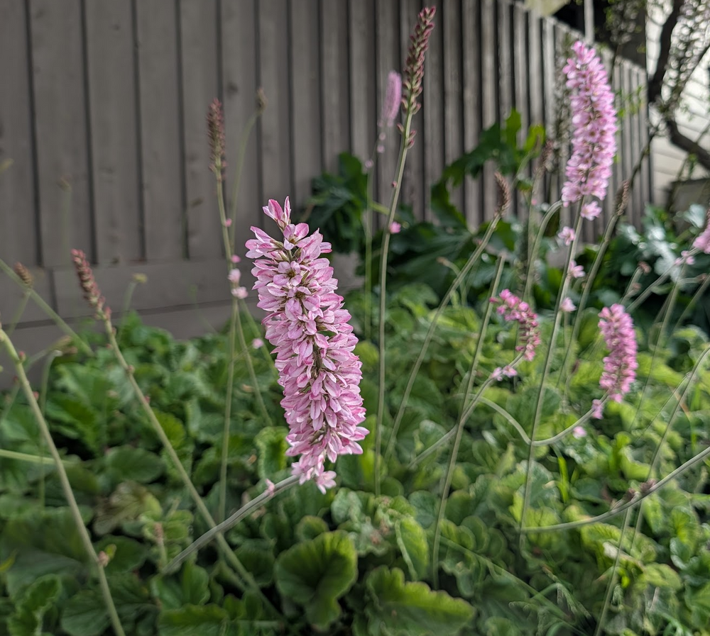 Francoa appendiculata