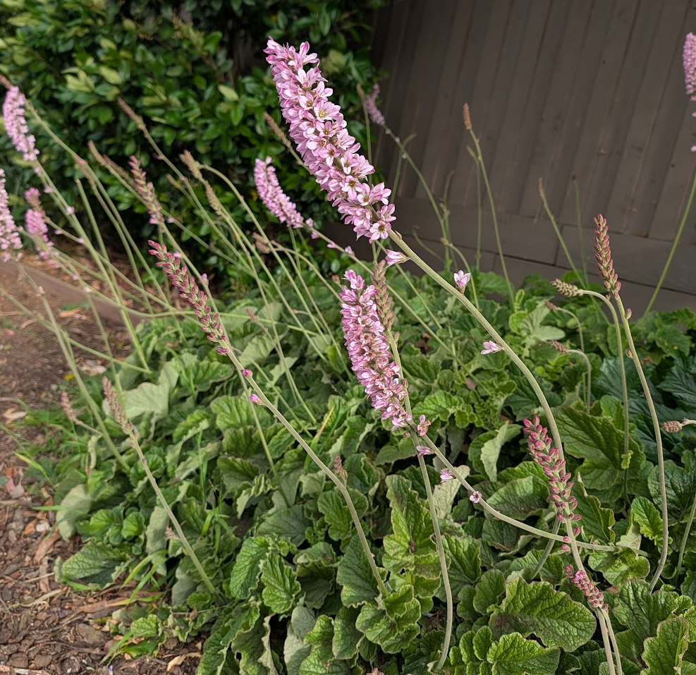 Francoa appendiculata