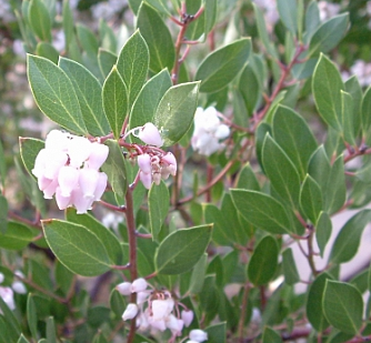 Arctostaphylos 'Wayside' – Heron's Head Nursery