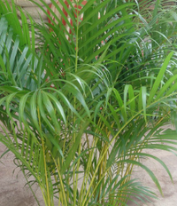 areca palm wikipedia Chrysalidocarpus (Dypsis) lutescens (Areca Palm) – Heron's Head Nursery