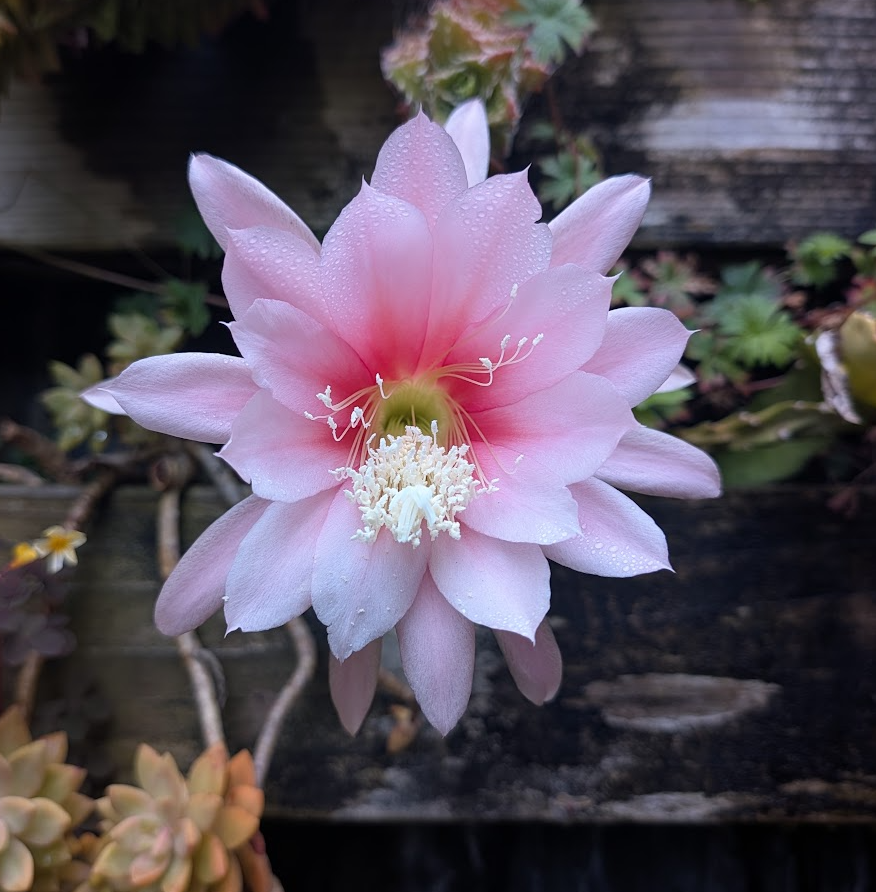 Epiphyllum 'Argus'