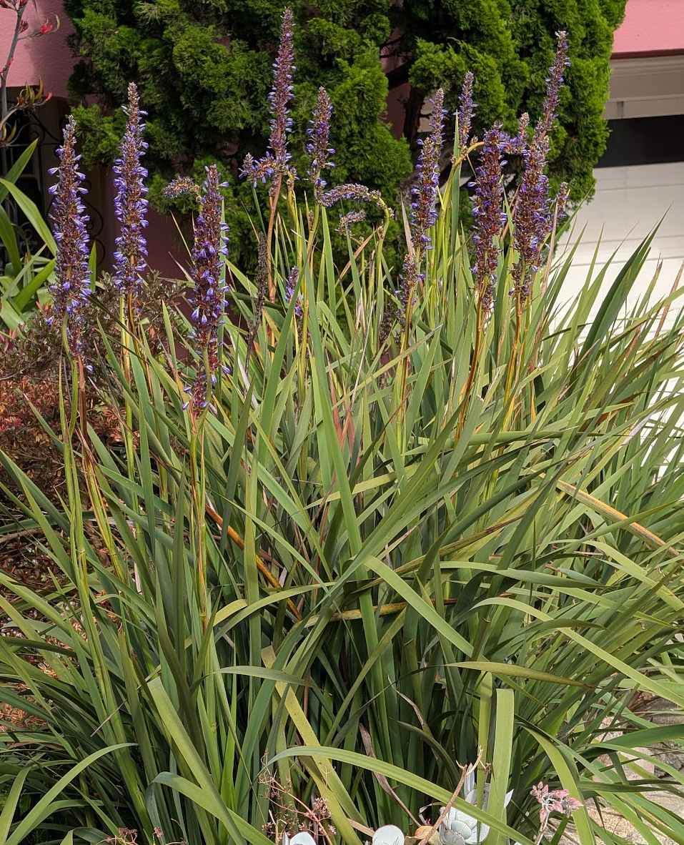 Aristea capitata (major)