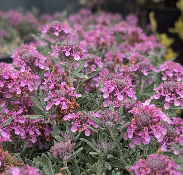 Teucrium aroanium