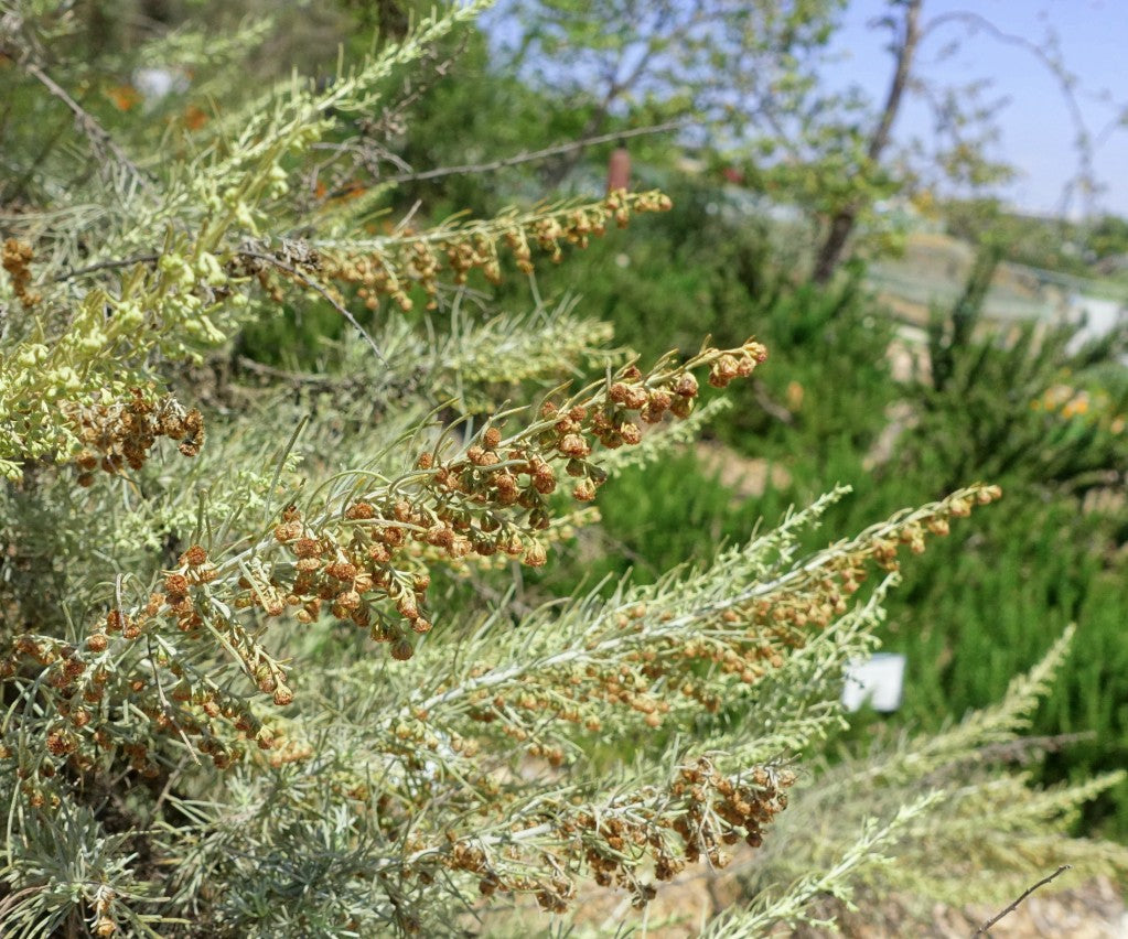 Artemisia californica