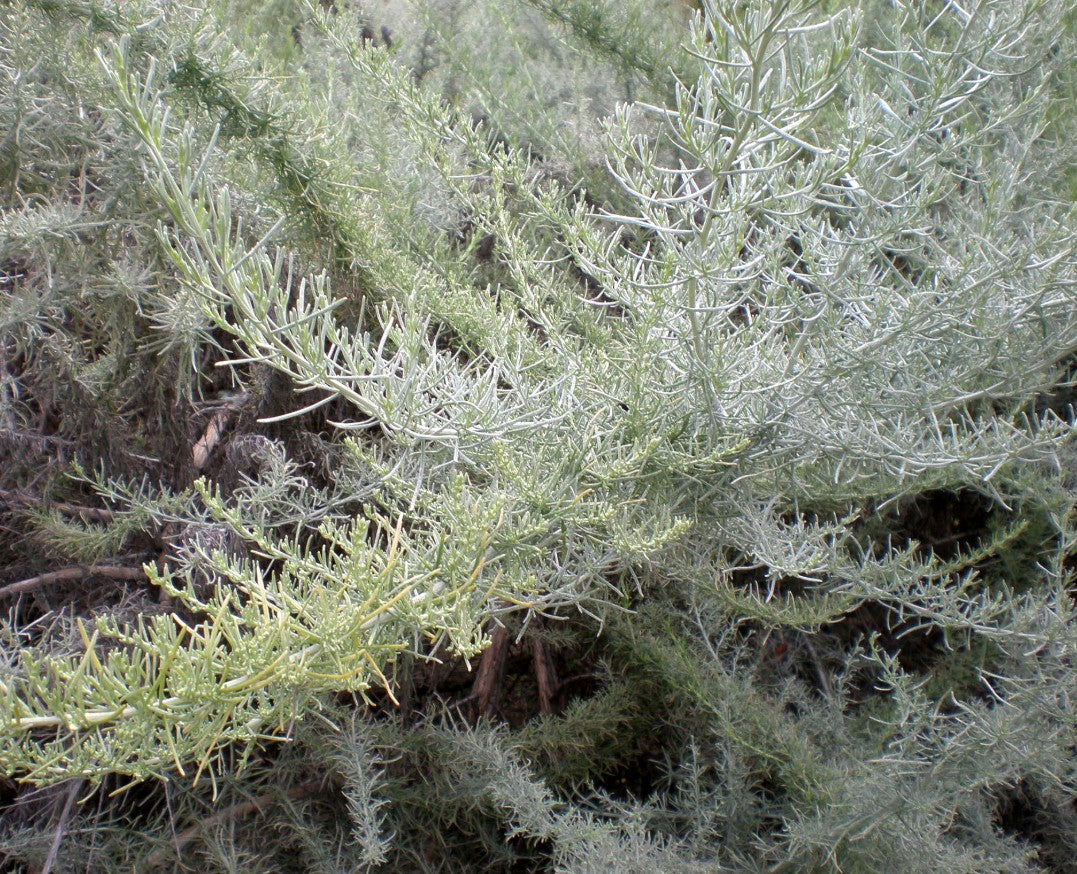 Artemisia californica