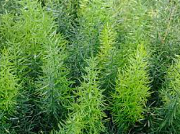 Asparagus 'Tidy Tim'