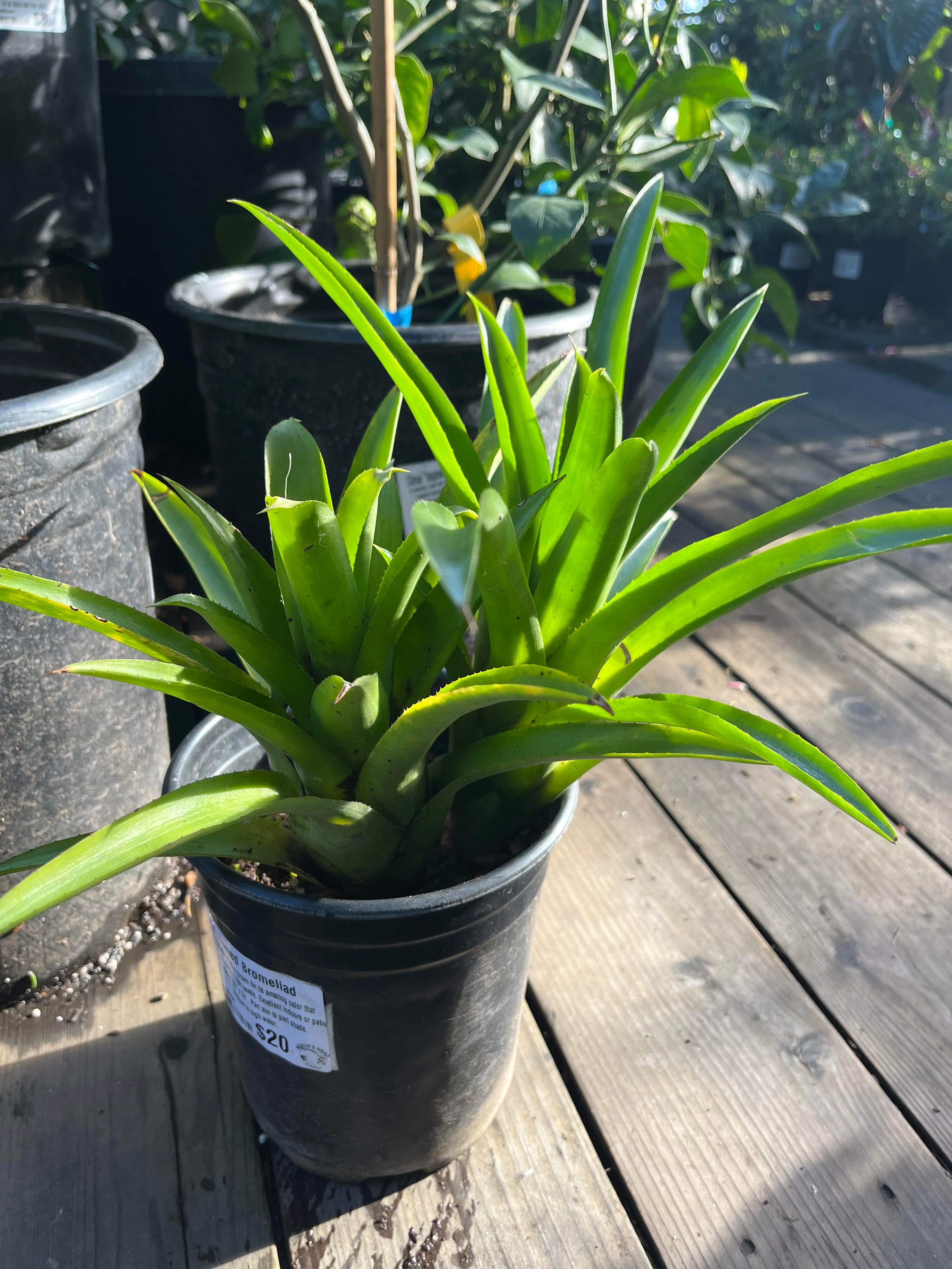 Assorted Bromeliad