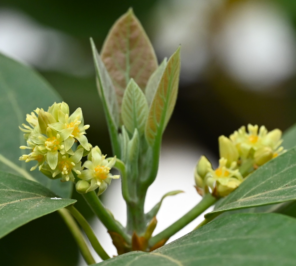 Persea americana (Avocado) 'Lamb Hass'