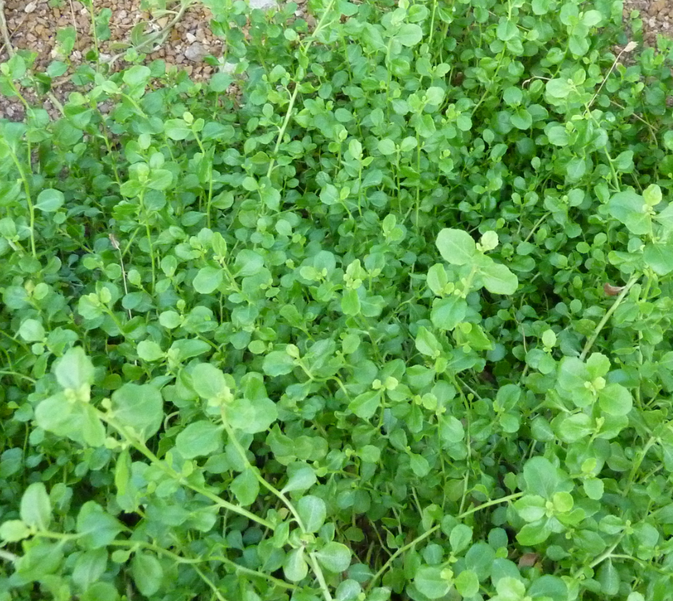 Baccharis pilularis 'Pigeon Point'