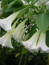 Brugmansia 'Betty Marshall'