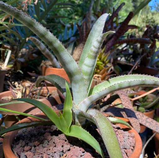 Billbergia pallidiflora