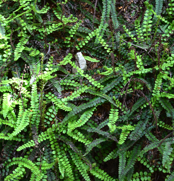 Blechnum penna-marina