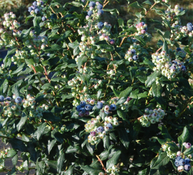 Blueberry 'Perpetua'