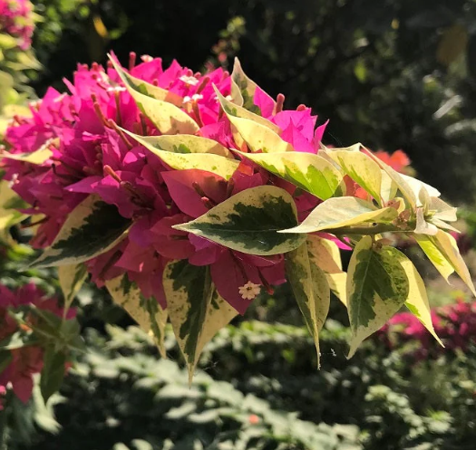 Bougainvillea 'Pixie Queen'