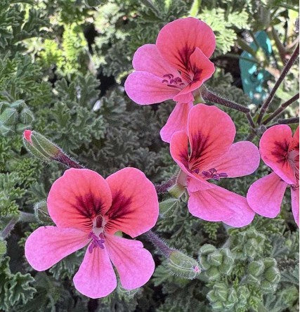 Pelargonium aroma 'Bunny Brunch'