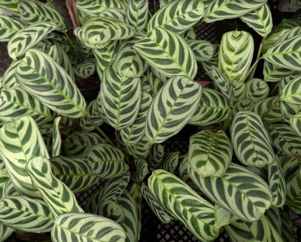 Ctenanthe 'Burle Marxii'