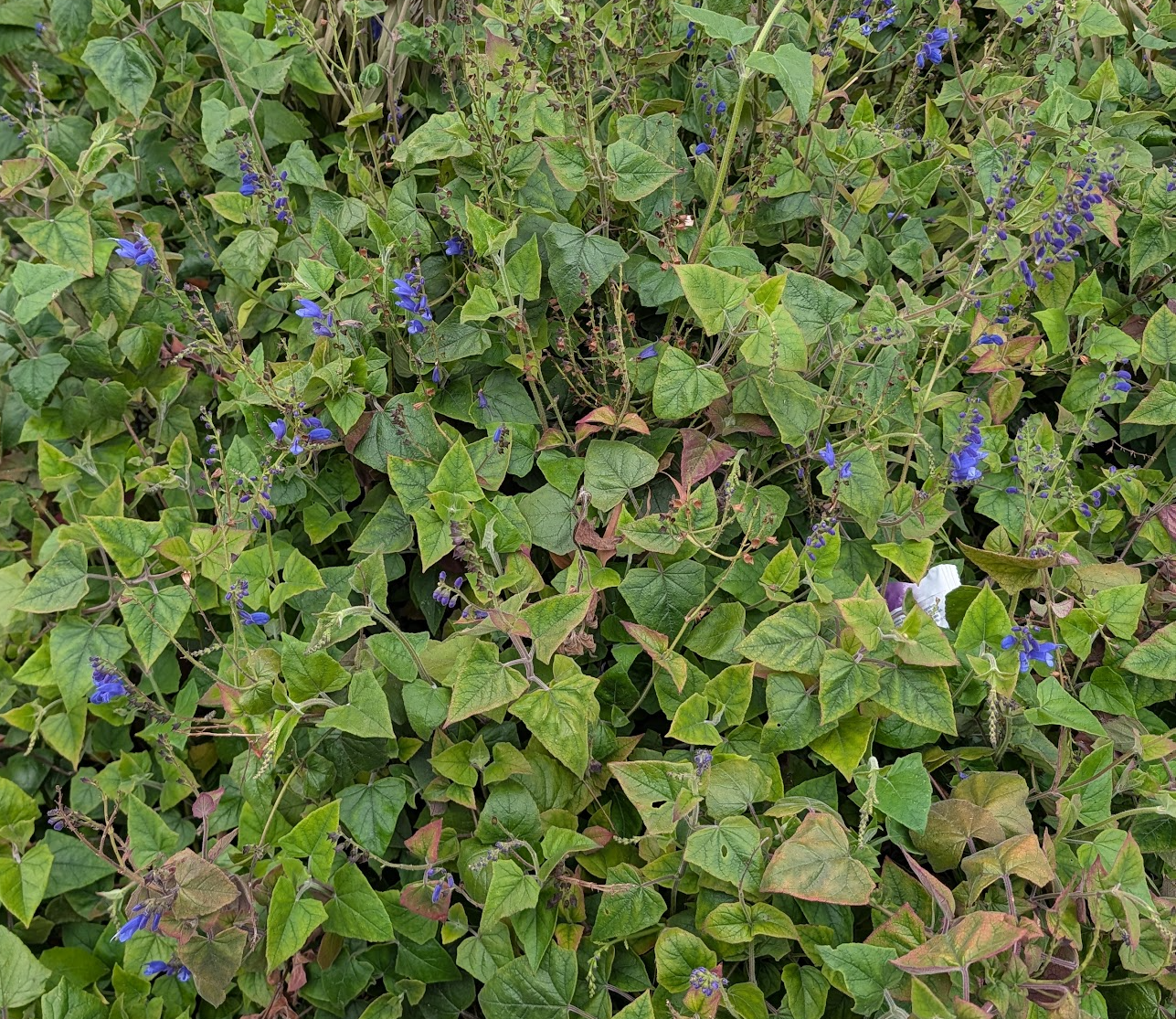 Salvia cacaliifolia