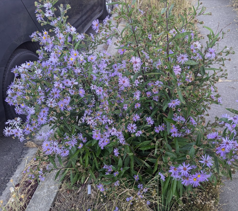 Symphyotrichum (Aster) chilensis