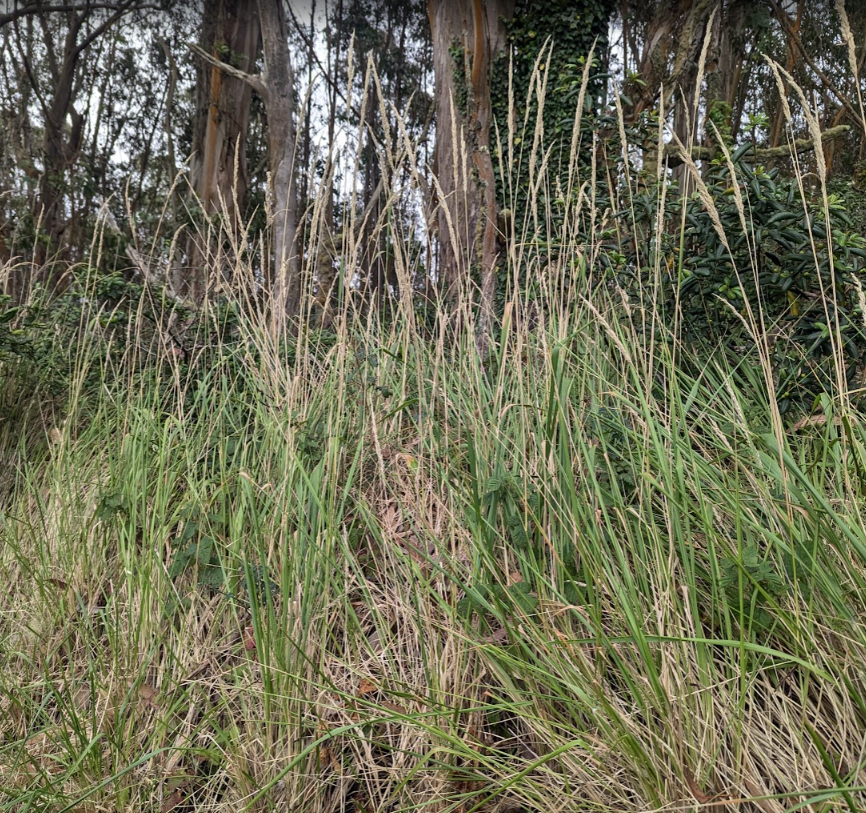 Calamagrostis nutkaensis