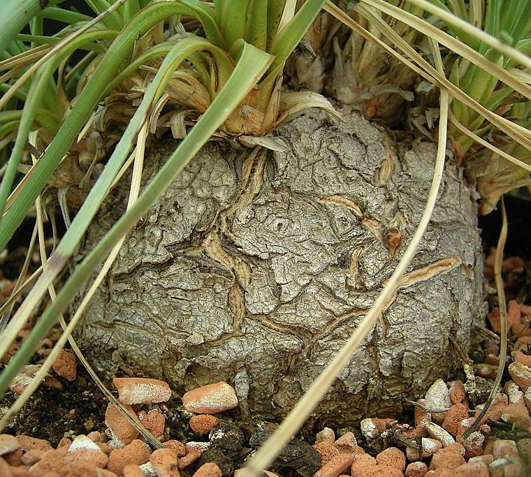 Calibanus hookeri