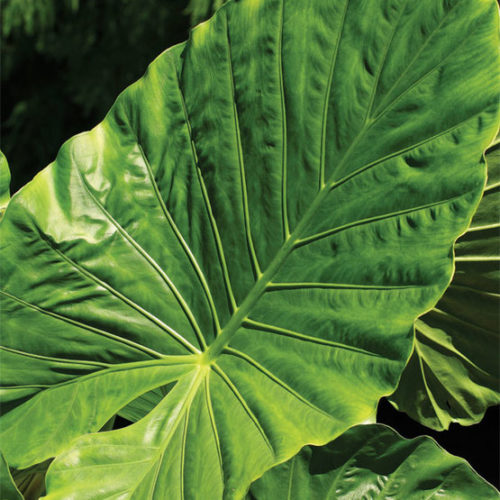 Alocasia calidora
