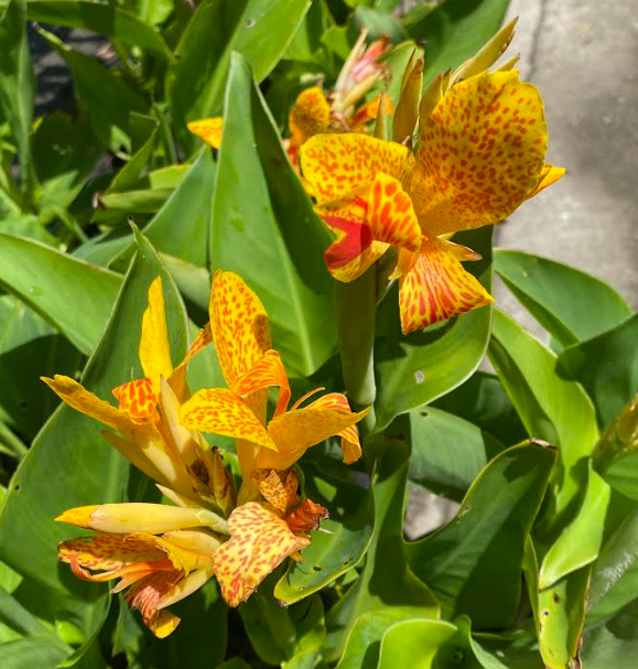 Canna 'Picasso'