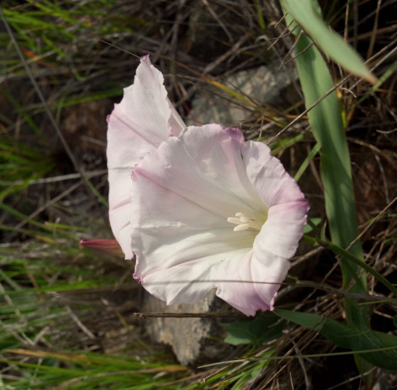Calystegia occidentalis