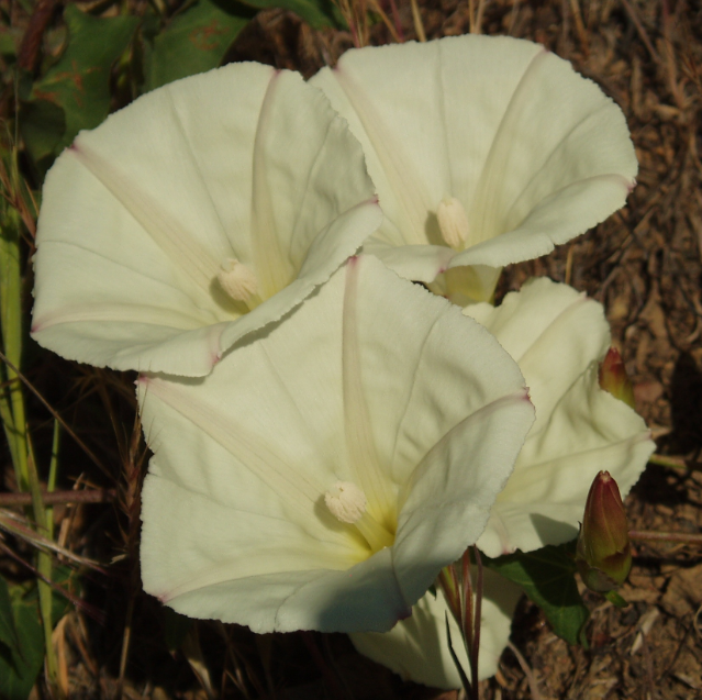 Calystegia occidentalis