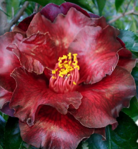 Camellia japonica 'Black Magic'