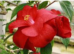 Camellia japonica "Royal Velvet"
