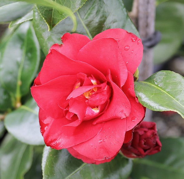 Camellia japonica 'Midnight'