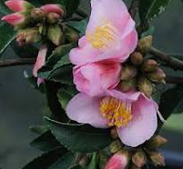 Camellia 'Minato-no-haru'