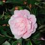 Camellia 'Sweet Emily Kate'