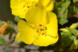 Camissoniopsis cheiranthifolia