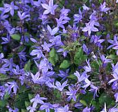 Campanula ‘Blue Gown’