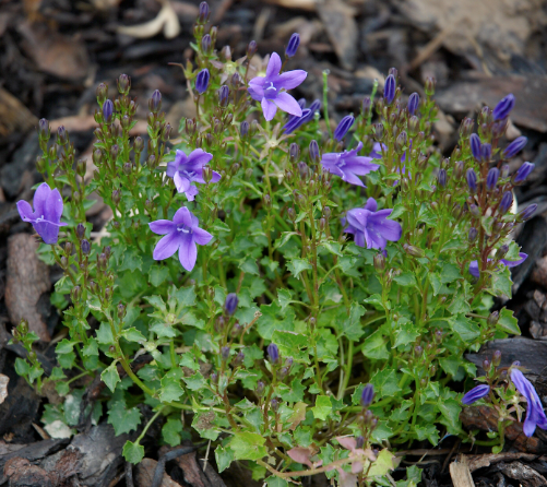 Campanula portenschlagiana (muralis)