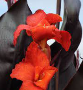 Canna 'Australia Compact'