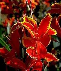 Canna 'Lucifer'