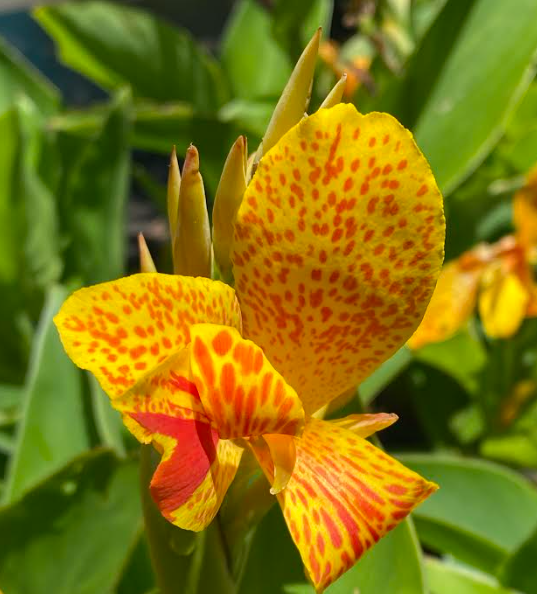 Canna 'Picasso'