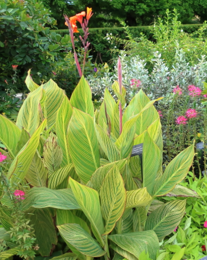 Canna 'Pretoria'