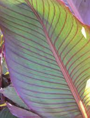 Canna 'Red Stripes'