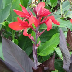 Canna 'Red Velvet'