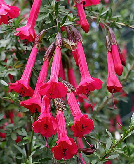 Cantua buxifolia