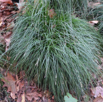 Carex divulsa (tumulicola)