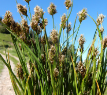 Carex praegracilis