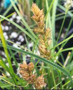 Carex species 'Pomona'