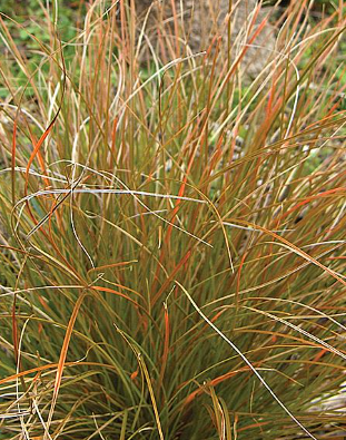 Carex testacea